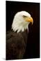 Alaska. Bald Eagle Portrait-David Slater-Mounted Premium Photographic Print