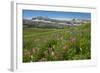 Alaska Basin Wildflower Meadow, Caribou -Targhee Nf, WYoming-Howie Garber-Framed Photographic Print