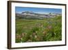 Alaska Basin Wildflower Meadow, Caribou -Targhee Nf, WYoming-Howie Garber-Framed Photographic Print