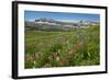 Alaska Basin Wildflower Meadow, Caribou -Targhee Nf, WYoming-Howie Garber-Framed Photographic Print