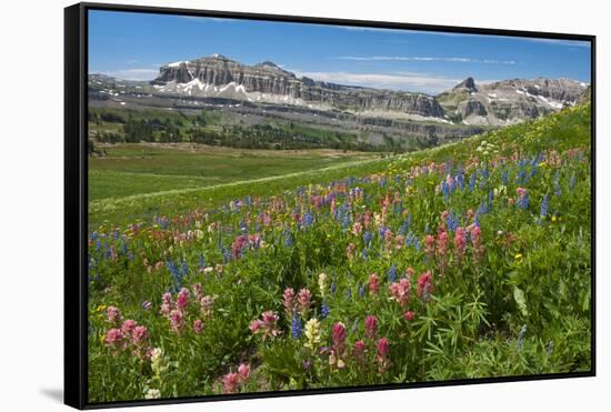 Alaska Basin Wildflower Meadow, Caribou -Targhee Nf, WYoming-Howie Garber-Framed Stretched Canvas