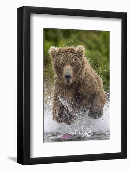 Alaska Bear-Art Wolfe-Framed Art Print