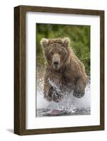 Alaska Bear-Art Wolfe-Framed Art Print