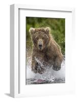 Alaska Bear-Art Wolfe-Framed Art Print