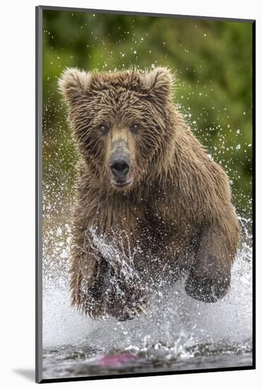 Alaska Bear-Art Wolfe-Mounted Art Print