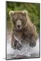 Alaska Bear-Art Wolfe-Mounted Art Print