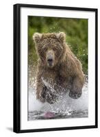 Alaska Bear-Art Wolfe-Framed Art Print