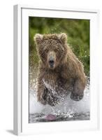 Alaska Bear-Art Wolfe-Framed Art Print
