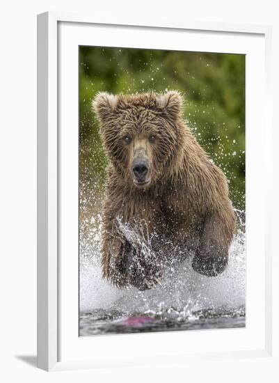 Alaska Bear-Art Wolfe-Framed Art Print