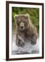 Alaska Bear-Art Wolfe-Framed Art Print