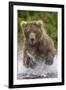 Alaska Bear-Art Wolfe-Framed Art Print