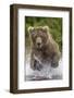 Alaska Bear-Art Wolfe-Framed Giclee Print