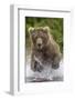 Alaska Bear-Art Wolfe-Framed Giclee Print