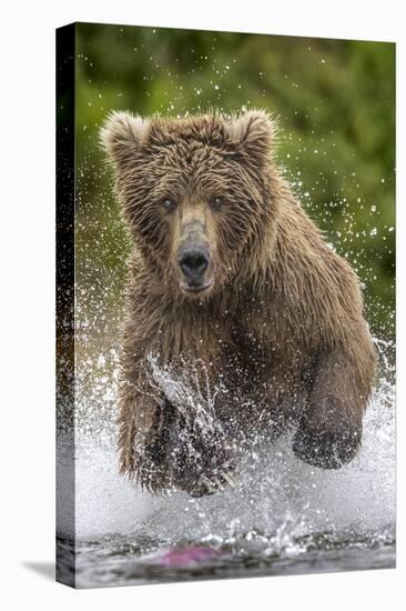 Alaska Bear-Art Wolfe-Stretched Canvas