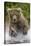 Alaska Bear-Art Wolfe-Stretched Canvas