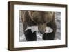 Alaska, Brooks Falls. Grizzley bear holding a salmon in its mouth.-Janet Muir-Framed Photographic Print