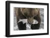 Alaska, Brooks Falls. Grizzley bear holding a salmon in its mouth.-Janet Muir-Framed Photographic Print