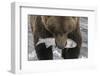 Alaska, Brooks Falls. Grizzley bear holding a salmon in its mouth.-Janet Muir-Framed Photographic Print