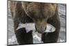 Alaska, Brooks Falls. Grizzley bear holding a salmon in its mouth.-Janet Muir-Mounted Photographic Print