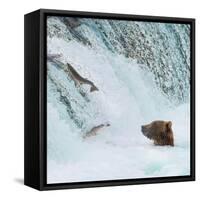 Alaska, Brooks Falls. Grizzly bear at the base of the falls watching fish jump.-Janet Muir-Framed Stretched Canvas