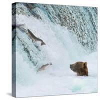 Alaska, Brooks Falls. Grizzly bear at the base of the falls watching fish jump.-Janet Muir-Stretched Canvas