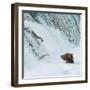 Alaska, Brooks Falls. Grizzly bear at the base of the falls watching fish jump.-Janet Muir-Framed Photographic Print