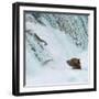 Alaska, Brooks Falls. Grizzly bear at the base of the falls watching fish jump.-Janet Muir-Framed Photographic Print