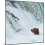 Alaska, Brooks Falls. Grizzly bear at the base of the falls watching fish jump.-Janet Muir-Mounted Photographic Print