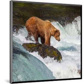 Alaska Brown Bear Fishing-null-Mounted Art Print