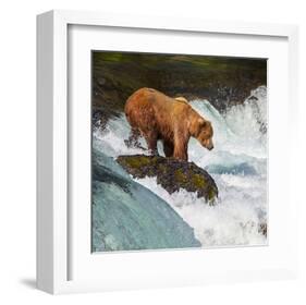 Alaska Brown Bear Fishing-null-Framed Art Print