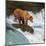 Alaska Brown Bear Fishing-null-Mounted Art Print