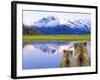 Alaska Brown Bears, Alaska.-Stuart Westmorland-Framed Photographic Print