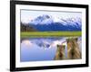 Alaska Brown Bears, Alaska.-Stuart Westmorland-Framed Photographic Print