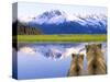 Alaska Brown Bears, Alaska.-Stuart Westmorland-Stretched Canvas