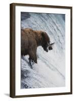 Alaska, Brown Bears Feeding on Sockeye Salmon in Katmai National Park-Stuart Westmorland-Framed Photographic Print