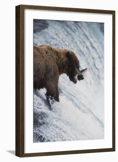 Alaska, Brown Bears Feeding on Sockeye Salmon in Katmai National Park-Stuart Westmorland-Framed Photographic Print