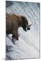 Alaska, Brown Bears Feeding on Sockeye Salmon in Katmai National Park-Stuart Westmorland-Mounted Photographic Print