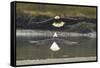 Alaska, Chilkat Bald Eagle Preserve. Bald Eagles Fighting in the Air-Cathy & Gordon Illg-Framed Stretched Canvas