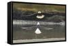 Alaska, Chilkat Bald Eagle Preserve. Bald Eagles Fighting in the Air-Cathy & Gordon Illg-Framed Stretched Canvas