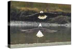 Alaska, Chilkat Bald Eagle Preserve. Bald Eagles Fighting in the Air-Cathy & Gordon Illg-Stretched Canvas