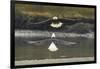 Alaska, Chilkat Bald Eagle Preserve. Bald Eagles Fighting in the Air-Cathy & Gordon Illg-Framed Photographic Print