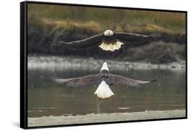 Alaska, Chilkat Bald Eagle Preserve. Bald Eagles Fighting in the Air-Cathy & Gordon Illg-Framed Stretched Canvas