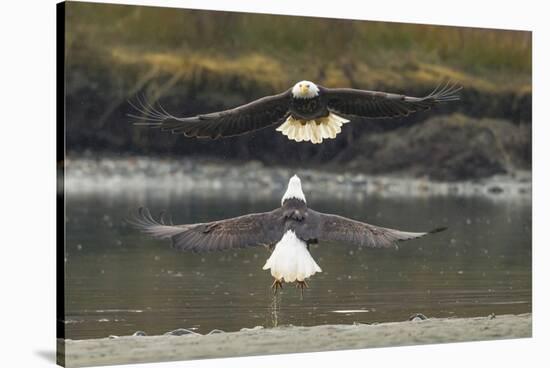 Alaska, Chilkat Bald Eagle Preserve. Bald Eagles Fighting in the Air-Cathy & Gordon Illg-Stretched Canvas