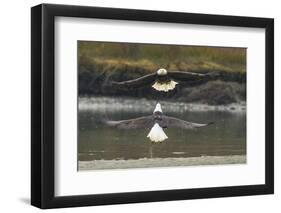 Alaska, Chilkat Bald Eagle Preserve. Bald Eagles Fighting in the Air-Cathy & Gordon Illg-Framed Photographic Print