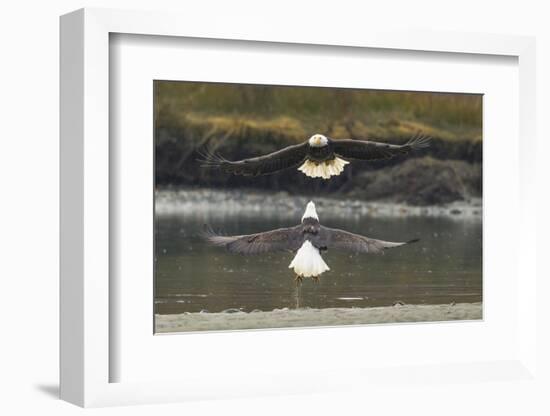Alaska, Chilkat Bald Eagle Preserve. Bald Eagles Fighting in the Air-Cathy & Gordon Illg-Framed Photographic Print