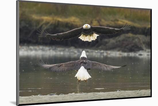 Alaska, Chilkat Bald Eagle Preserve. Bald Eagles Fighting in the Air-Cathy & Gordon Illg-Mounted Photographic Print