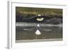 Alaska, Chilkat Bald Eagle Preserve. Bald Eagles Fighting in the Air-Cathy & Gordon Illg-Framed Photographic Print