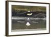 Alaska, Chilkat Bald Eagle Preserve. Bald Eagles Fighting in the Air-Cathy & Gordon Illg-Framed Photographic Print