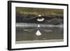 Alaska, Chilkat Bald Eagle Preserve. Bald Eagles Fighting in the Air-Cathy & Gordon Illg-Framed Photographic Print