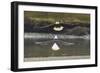 Alaska, Chilkat Bald Eagle Preserve. Bald Eagles Fighting in the Air-Cathy & Gordon Illg-Framed Photographic Print